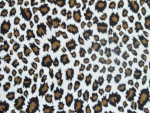 Animal Print Activewear Fabric